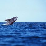 Software voor de beperking van zeezoogdieren heeft succesvolle veldproeven uitgevoerd