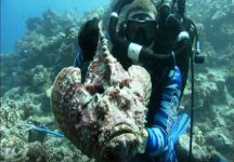 Wees heel voorzichtig met deze vreemd uitziende vis [Videos]